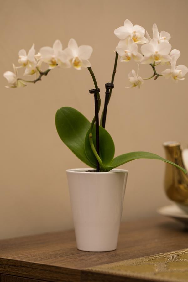 Civico Cinque Home Luxury Apartment 萨莱诺 外观 照片